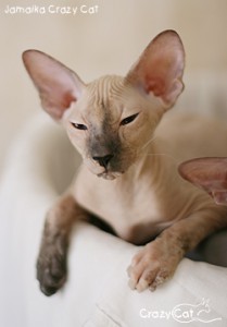 IMG_7012_250