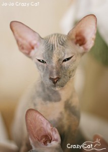 IMG_7015_250