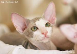 IMG_7043_500
