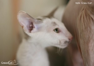 IMG_7065_500