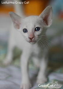 IMG_7174_250