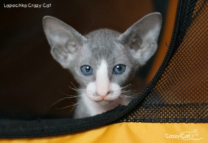 IMG_7201_500