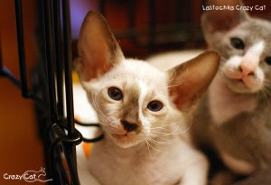 IMG_7240_500_Lastochka
