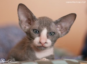IMG_7277_500Lapochka