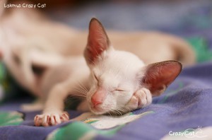 IMG_7395_500_Lakmus