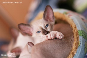 IMG_7433_500_Lastochka
