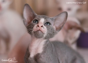 IMG_7459_500_Lapochka