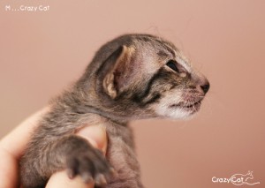 IMG_7510_500+M2