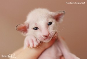 IMG_7512_500_Mandarin