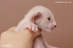IMG_7523_500_Mandarin