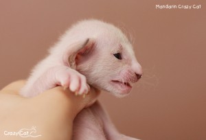 IMG_7524_500_Mandarin