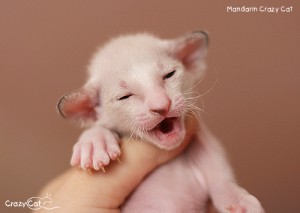 IMG_7526_500_Mandarin