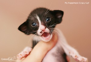 IMG_7560_500_Happiness