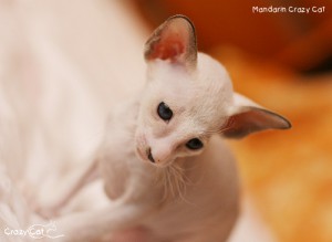 IMG_7643_500_Mandarin
