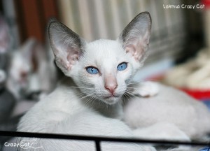 IMG_7703_500_Lakmus