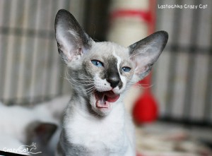IMG_7717_500_Lastochka