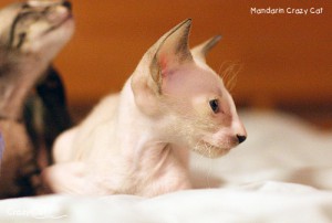 IMG_7987_500_Mandarin