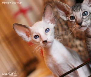IMG_8005_500_Mandarin