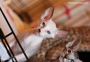 IMG_8006_500_Mandarin