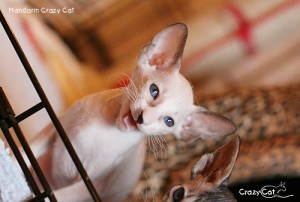 IMG_8007_500_Mandarin