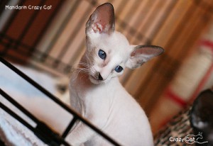 IMG_8017_500_Mandarin