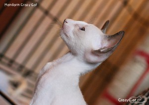IMG_8021_500_Mandarin
