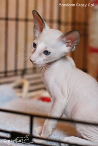 IMG_8024_300_Mandarin