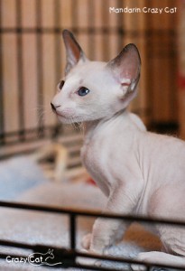 IMG_8029_500_Mandarin