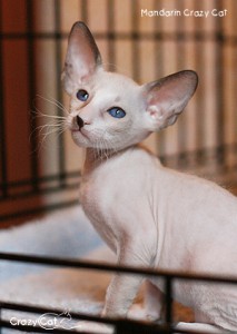 IMG_8030_500_Mandarin