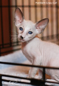 IMG_8031_500_Mandarin