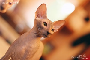IMG_8081_500_Jey Lo