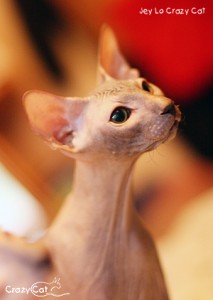 IMG_8084_300_Jey Lo