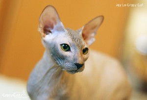 IMG_8126_500_Jey Lo