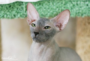 IMG_8671_500_Jey Lo