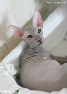 IMG_8695_300_Kefir