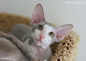 IMG_8712_500_Kapelka