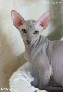 IMG_8732_300_Kefir