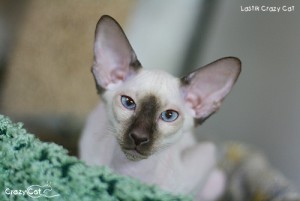 IMG_8766_500_Lastik