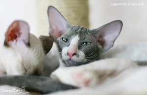 IMG_8777__500_Lapochka