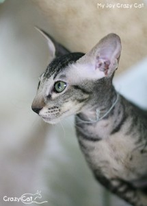 IMG_8884_My Joy