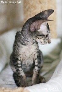 IMG_8894_300_My Joy