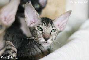 IMG_8912_500_My Joy