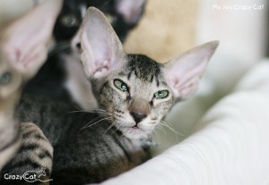 IMG_8913_500_My Joy