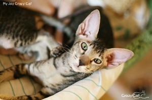 IMG_8990_500_My Joy