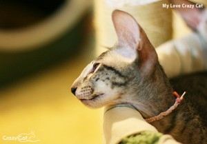 IMG_8995_500_My Love
