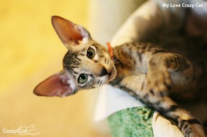 IMG_9009_500_My Love