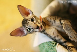 IMG_9010_500_My_Love
