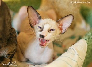 IMG_9033_500_Mandarin