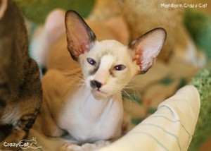 IMG_9034_500_Mandarin
