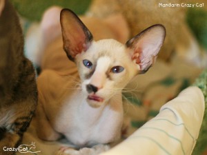 IMG_9035_500_Mandarin